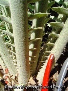 Encephalartos septentrionalis cv. Sudan Silver