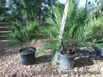 Zamia integrifolia