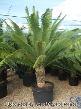 Dioon spinulosum