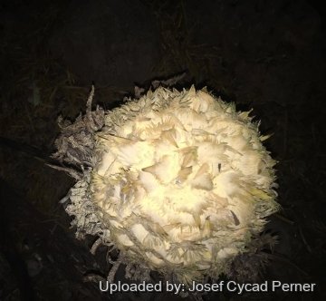 Cycas tansachana