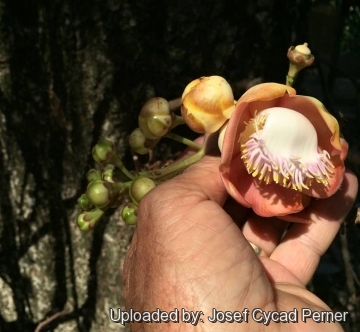 Couroupita guianensis