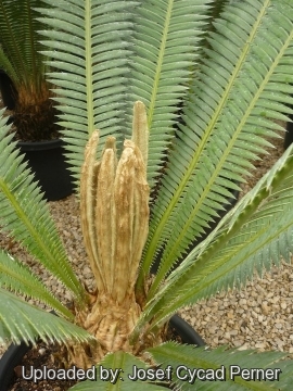 Dioon mejiae