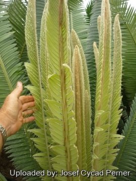 Dioon mejiae