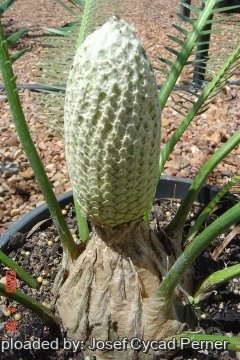 Dioon edule