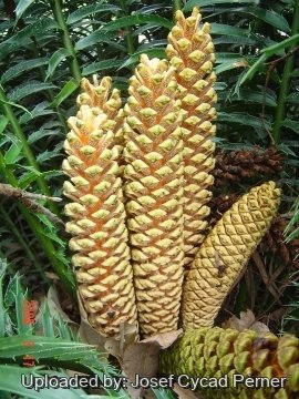 Encephalartos hildebrandtii
