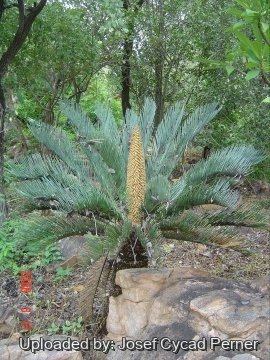 Cycas pruinosa