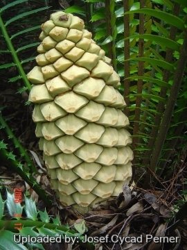 Encephalartos hildebrandtii