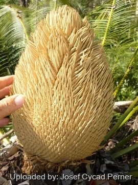 Cycas pectinata