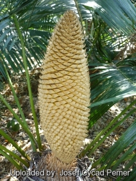 Cycas tansachana