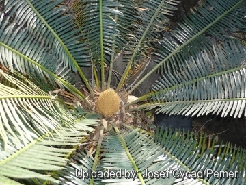 Cycas siamensis