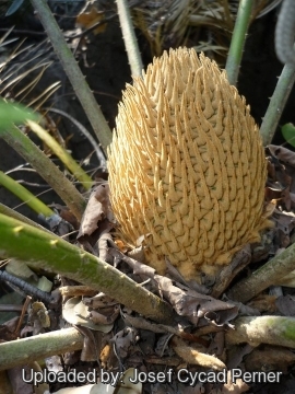 Cycas siamensis