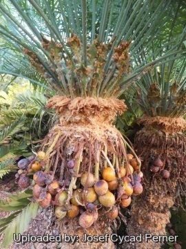 Cycas lane-poolei