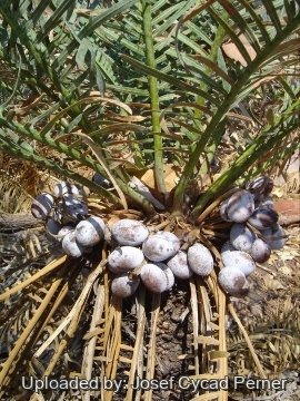 Cycas sp. Kimbolton