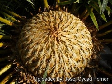 Cycas sphaerica