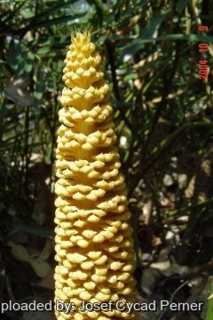 Cycas micholitzii