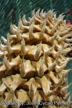 Cycas pruinosa