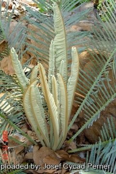 Cycas furfuracea