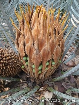 Cycas furfuracea