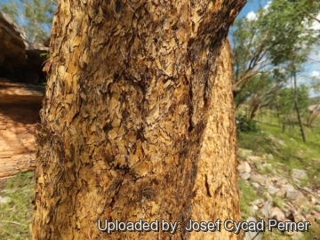 Eucalyptus phoenicea