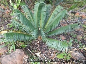 Microcycas calocoma