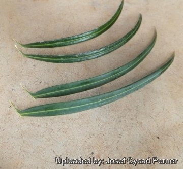 Cycas neocaledonica