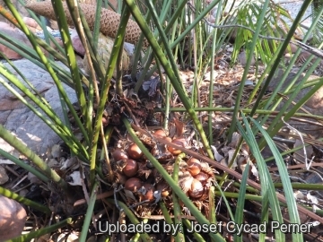 Cycas wadei