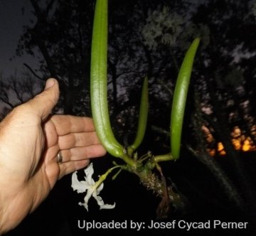 Pachypodium rutenbergianum