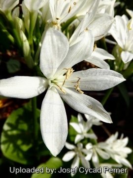 Proiphys amboinensis