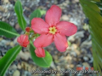 Pachypodium baronii