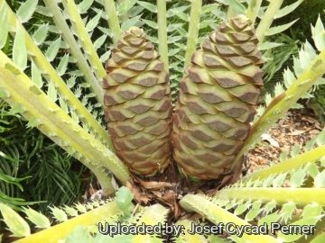 Encephalartos septentrionalis cv. Sudan Silver