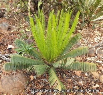 Microcycas calocoma