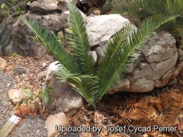 Encephalartos tegulaneus