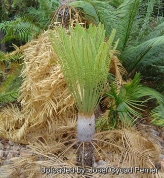 Cycas armstrongii