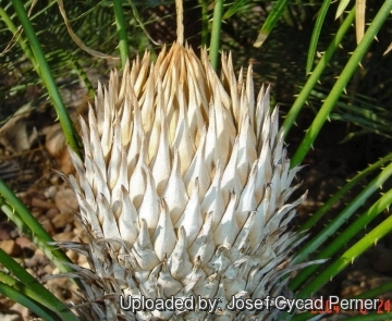 Cycas armstrongii