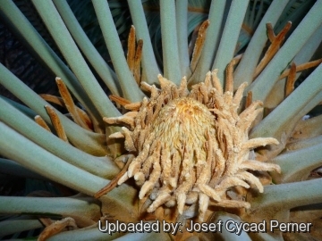 Cycas maconochiei