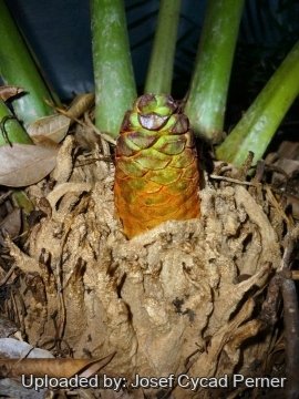 Encephalartos manikensis
