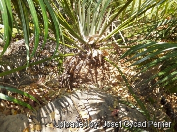 Cycas macrocarpa