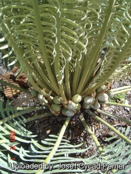 Cycas basaltica