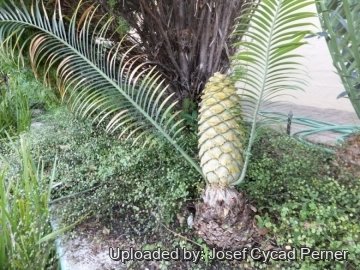 Encephalartos villosus