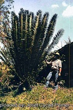 Encephalartos whitelockii