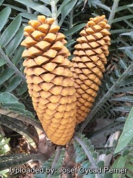 Encephalartos sclavoi