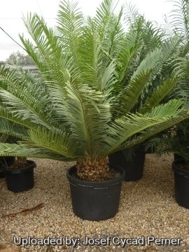 Encephalartos sclavoi