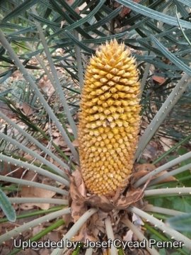 Cycas kennedyana