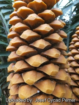 Encephalartos kisambo