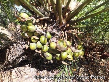 Cycas thouarsii