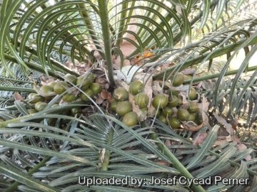 Cycas seemannii