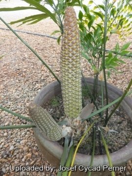 Stangeria eriopus