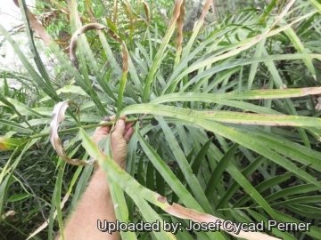 Cycas bifida