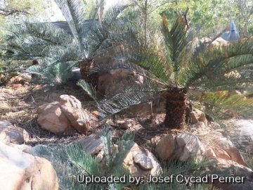 Cycas cairnsiana