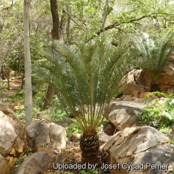 Cycas angulata